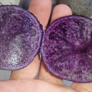 May include: Two halves of a purple potato, cut to reveal the vibrant interior. The flesh is a deep violet color with lighter marbling, and the skin is a darker shade of purple. The potato is fresh and appears to be recently cut.