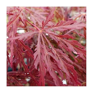May include: Close-up of a Japanese maple tree with deep red, finely-cut leaves.