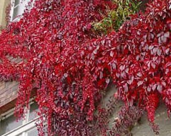 Parthenocissus quinquefolia, grape virginia creeper 1 year old plant