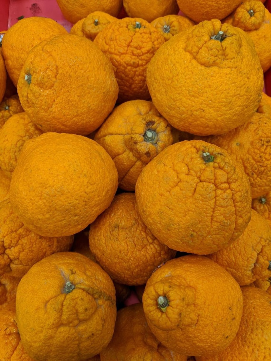 5 Gallon Shiranui sumo Tangerine Tree Grafted FLORIDA Etsy Canada