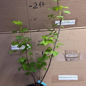 16-20" tall 1 liter container Red Lake Currant Plant dormant well rooted plant