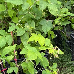 Puede incluir: Una planta de frambuesa con hojas verdes dentadas y peque&ntilde;as flores blancas, que crece en una bolsa de vivero de pl&aacute;stico transparente. Los tallos est&aacute;n sujetos por estacas de madera con ataduras rojas, dentro de una caja de pl&aacute;stico negra.