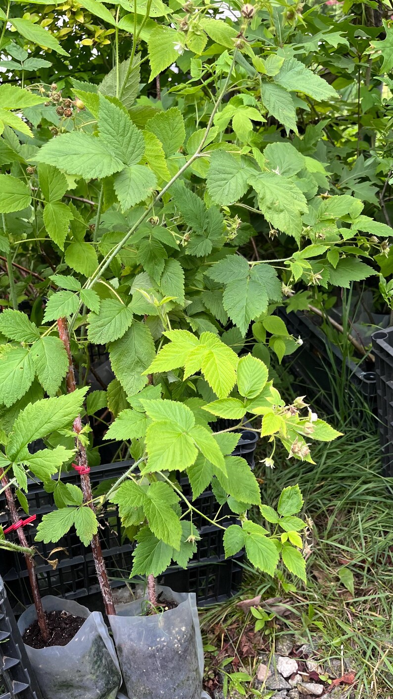 Puede incluir: Una planta de frambuesa con hojas verdes dentadas y peque&ntilde;as flores blancas, que crece en una bolsa de vivero de pl&aacute;stico transparente. Los tallos est&aacute;n sujetos por estacas de madera con ataduras rojas, dentro de una caja de pl&aacute;stico negra.
