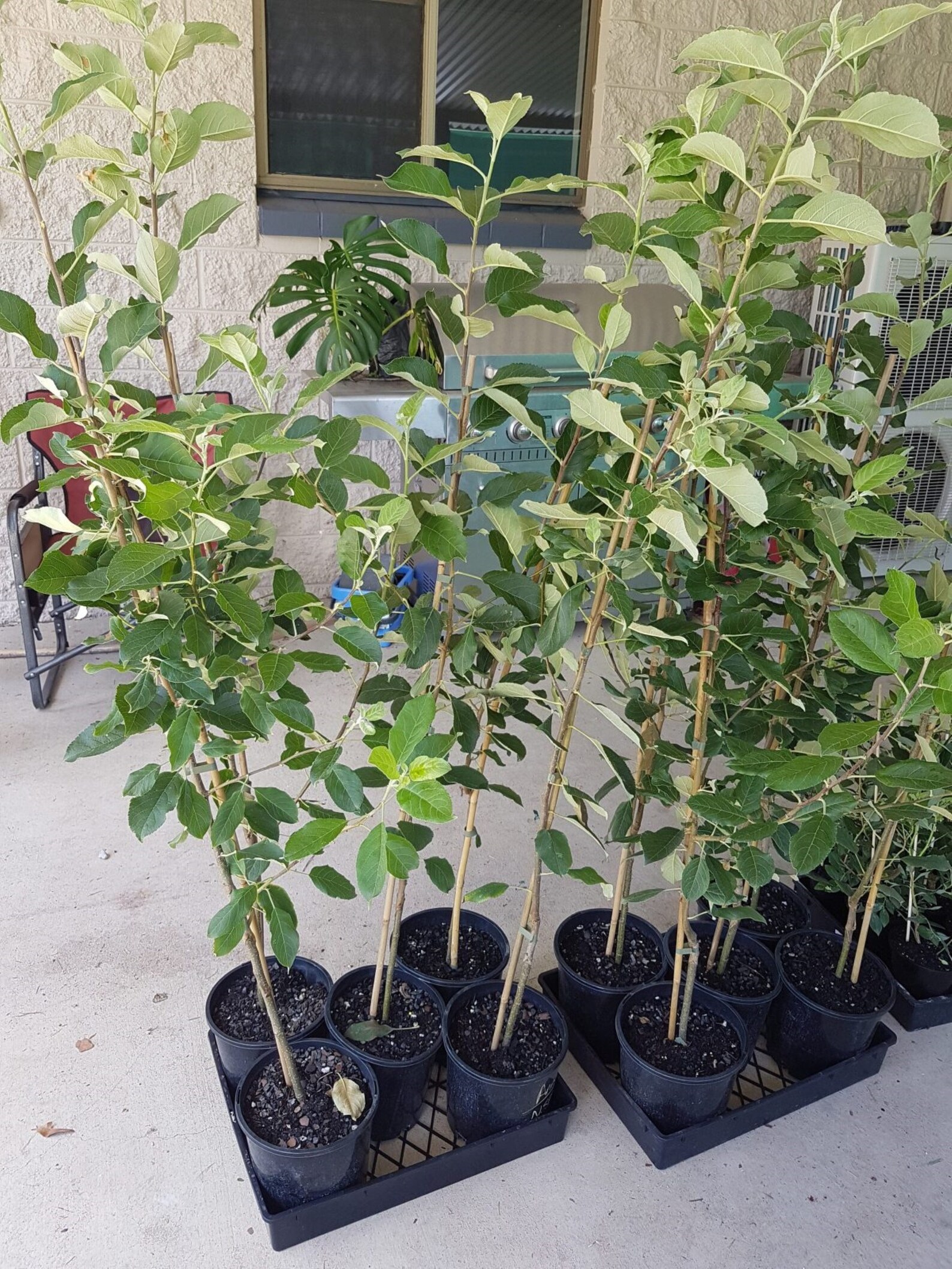 Stayman Winesap Apple Tree 45' Bare Root No Ship to CA Etsy