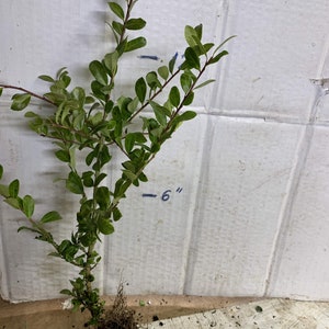 Ilex crenata 'Golden Gem' Dwarf Yellow Japanese Holly 2 year old plant bare root image 10