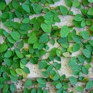 May include: A close-up of a green vine growing on a gray concrete wall. The vine has many small, heart-shaped leaves.