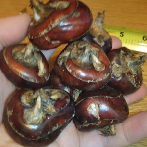 CHINESE WATER CHESTNUTS 8 bulbs Eleocharis dulcis, edible, extremely rare image 3