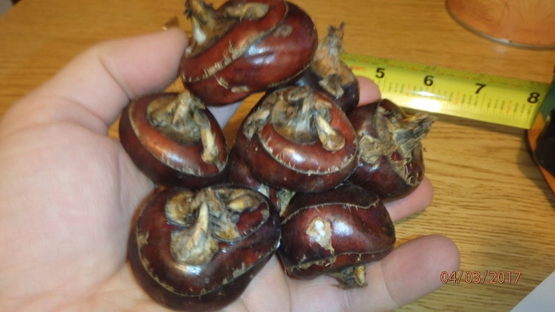 CHINESE WATER CHESTNUTS 8 bulbs Eleocharis dulcis, edible, extremely rare image 3