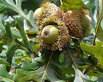 10-18" tall Bur Oak -  Quercus macrocarpa 1-2 year old