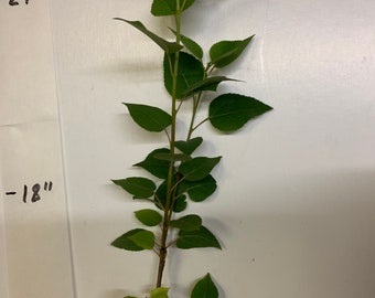 Peuplier faux-tremble (Populus tremuloides), plante de 1 à 2 ans, 10 à 15 pouces de hauteur, racines nues