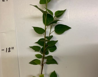 Quaking Aspen (Populus tremuloides), 1-2 year old plant, 10-15 inches tall bare root