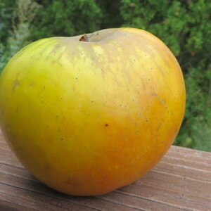 2 year old Antonovka apple tree (Malus Antonovka), strong seedling