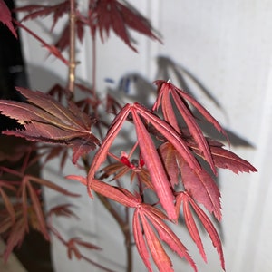 Acer palmatum Atropurpureum Japanese maple 1 year old 16-22 tall image 7