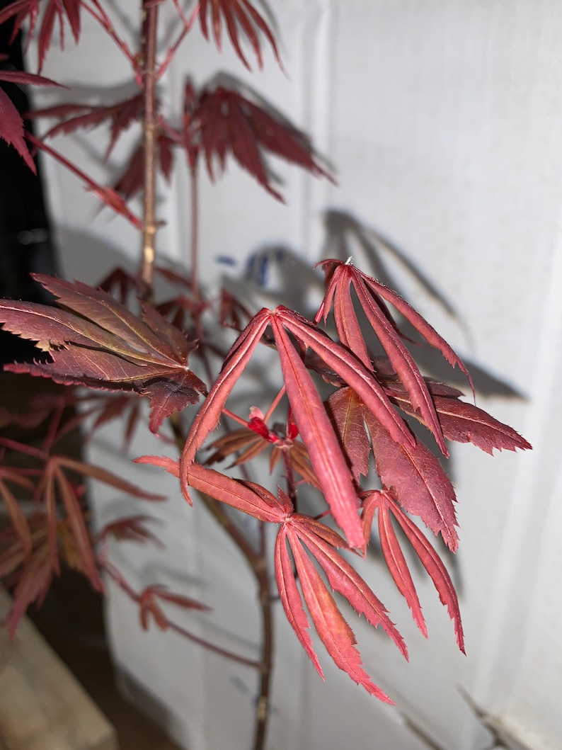 Acer palmatum Atropurpureum Japanese maple 1 year old 16-22 tall image 7