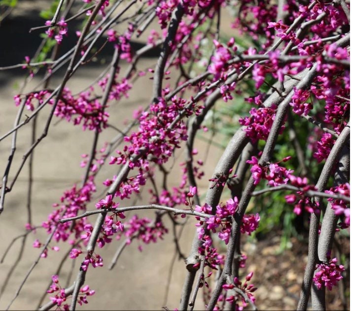 Cercis Canadensis RUBY FALLS Weeping Redbud Plant, 2-3 Ft Tall - Etsy