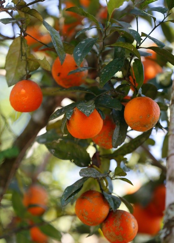 Rangpur Lime Tree, 2-3 Feet Tall, Grafted, Can Not Ship to