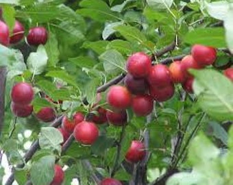 Prunus cerasifera 1 jaar oude plant goed geworteld, met blote wortel, kersenpruim myrobalan