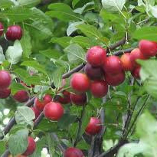 Prunus cerasifera Planta de 1 año bien enraizada, enviada raíz desnuda, myrobalan de ciruela cereza