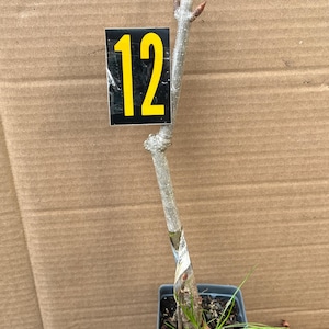 Buckeye Bonsai - Etsy
