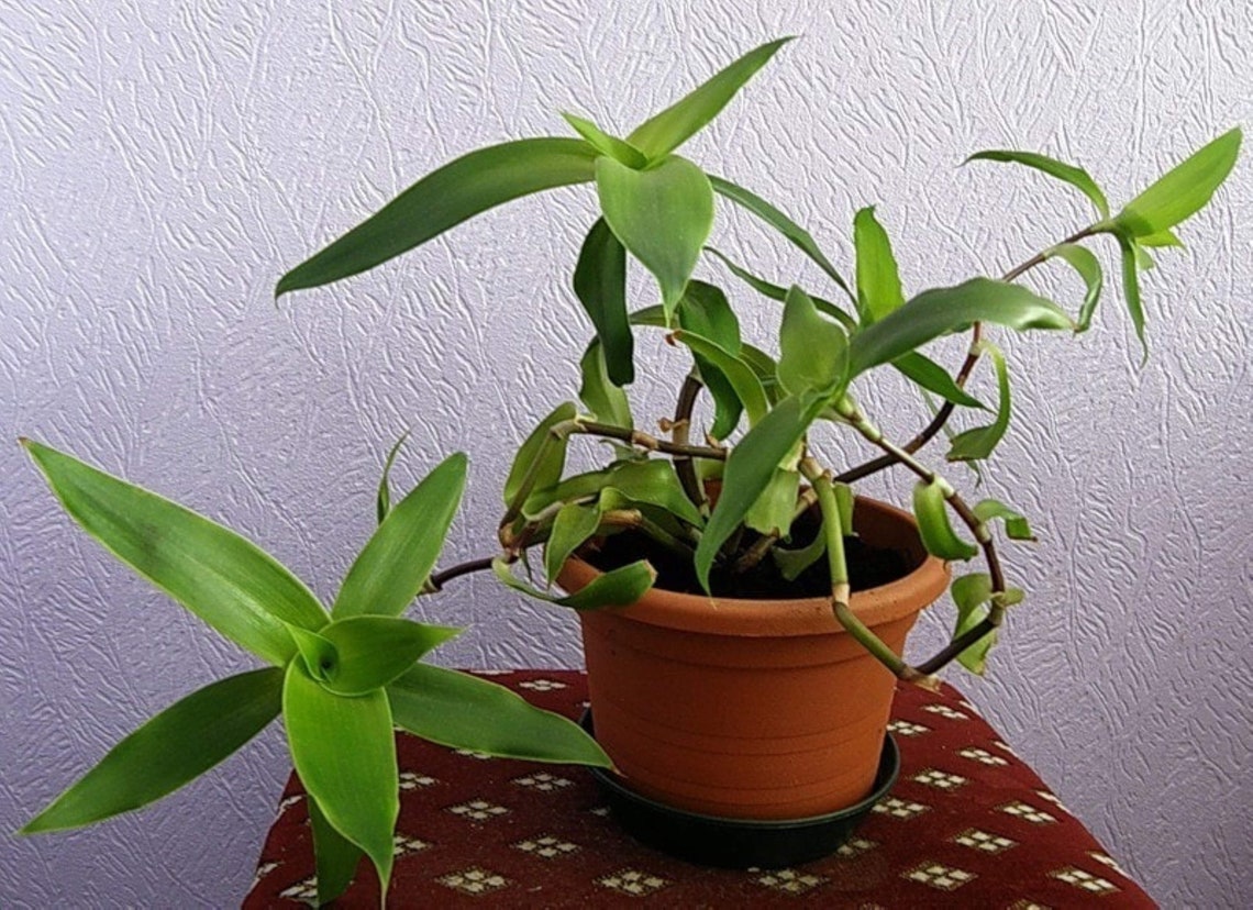 Callisia Fragrans Holistic Medicinal Basket Plant 6-10 Rooted | Etsy
