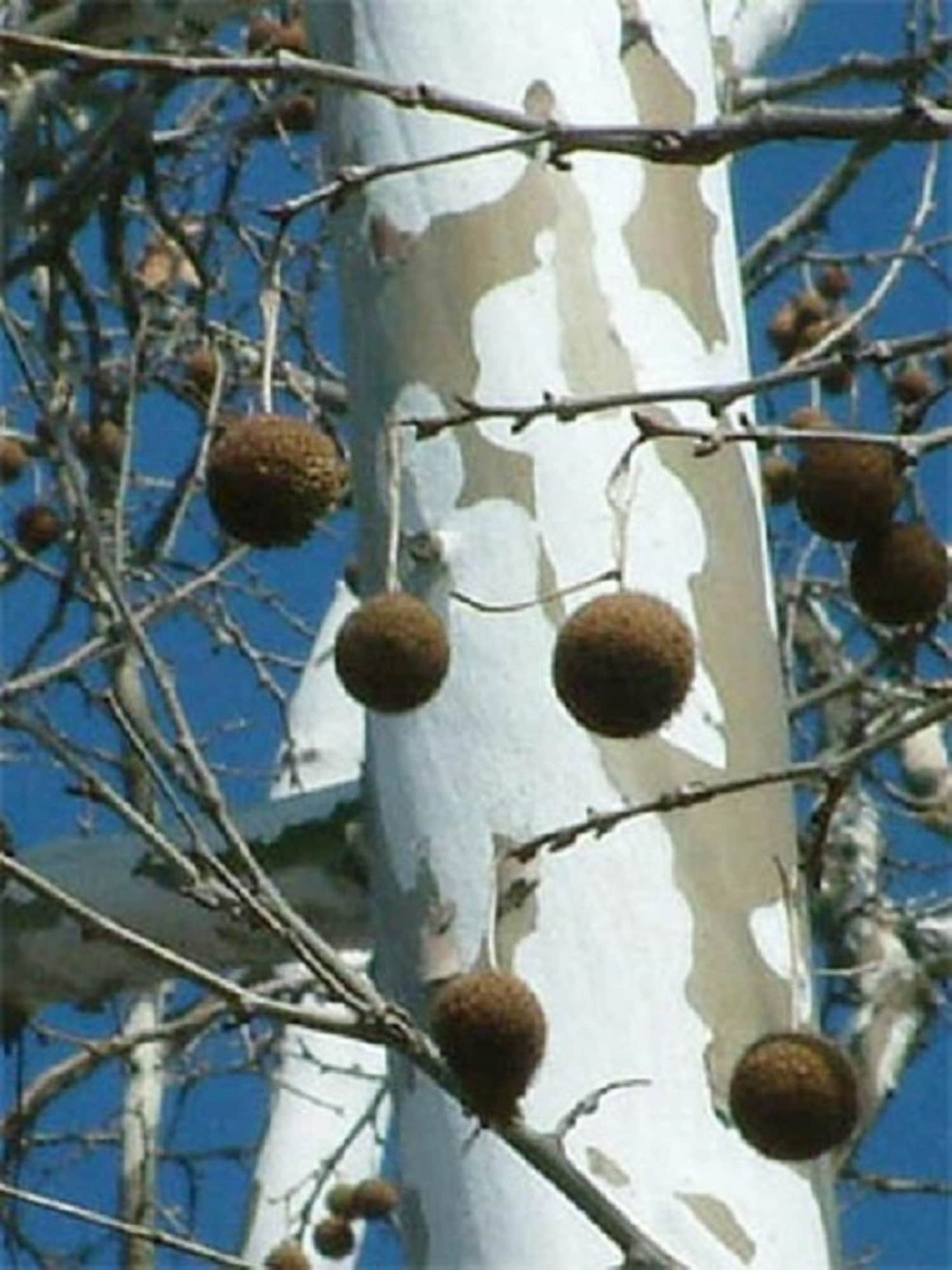 American Sycamore Tree - Platanus occidentalis 1-2 year old tree 12-18 inches tall