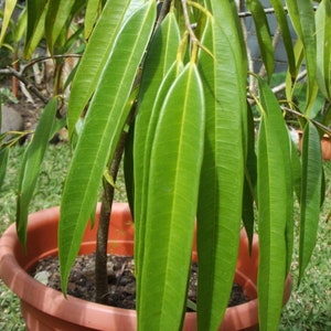 Op de afbeelding: Een plant in een pot met lange, smalle, groene bladeren. De bladeren zijn waaiervormig gerangschikt en groeien omhoog. De plant staat in een bruine pot.