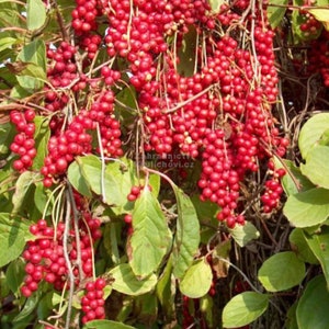 Schisandra chinensis plant 'Sadova No.1' Five Flavor Berry, shipped in pot with soil zdjęcie 5