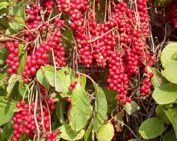 Schisandra Chinensis Plant eastern Prince , Shipped in Pot With Soil Etsy