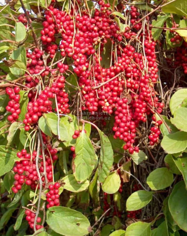 Schisandra chinensis plant 'Sadova No.1' Five Flavor Berry, shipped in pot with soil zdjęcie 5