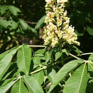 Puede incluir: Primer plano de una rama de árbol de buckeye con hojas verdes y racimos de pequeñas flores de color verde claro y rosa.