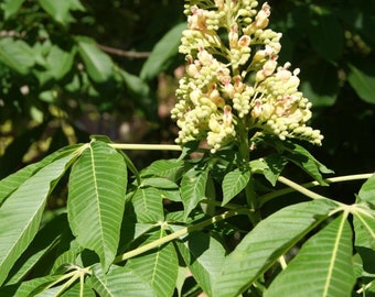 Kasztanowiec żółty (Aesculus flava) o wysokości 4-8 cali, roślina uśpiona w wieku 1 roku