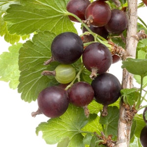 Black Velvet Stachelbeere Pflanze gut verwurzelte Starterpflanze 6-10 Zoll groß
