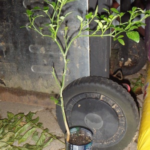 Trifoliate Orange Poncirus trifoliata 2-3 year old plant 12-18 inches tall image 7
