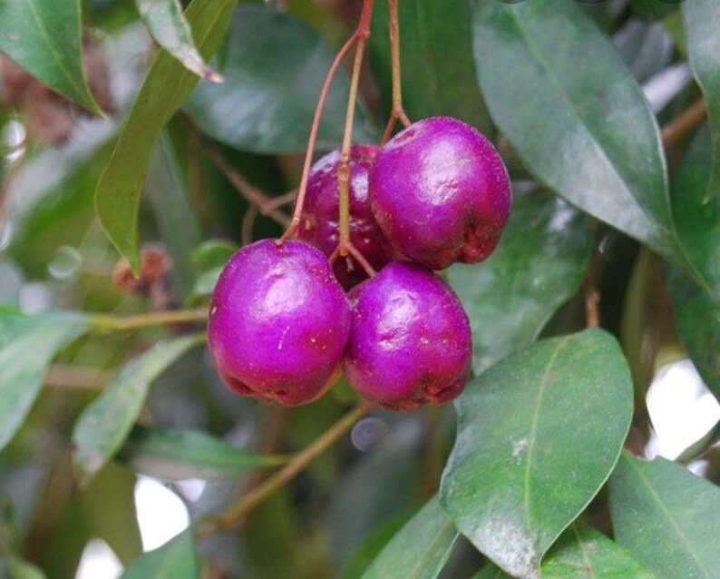 Lilly Pilly Berry Plant. Syzygium Paniculatum Myrtaceae Etsy