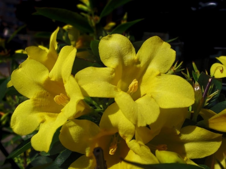 MightyoaktreeNursery Jasmine Revolutum - Thumbnail 4