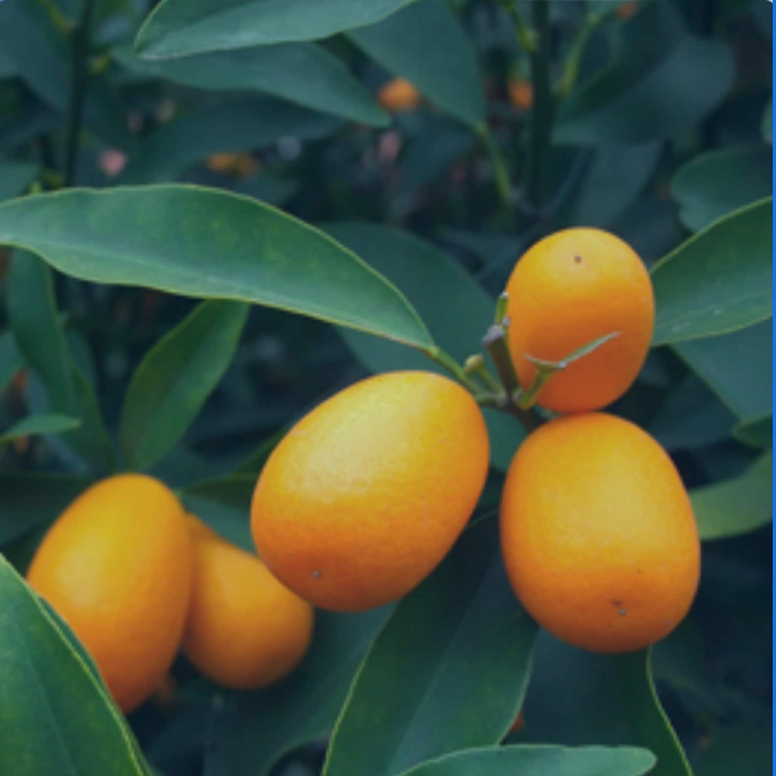 Meiwa Kumquat Citrus Tree 12 Feet Tall Grafted Can Not Etsy