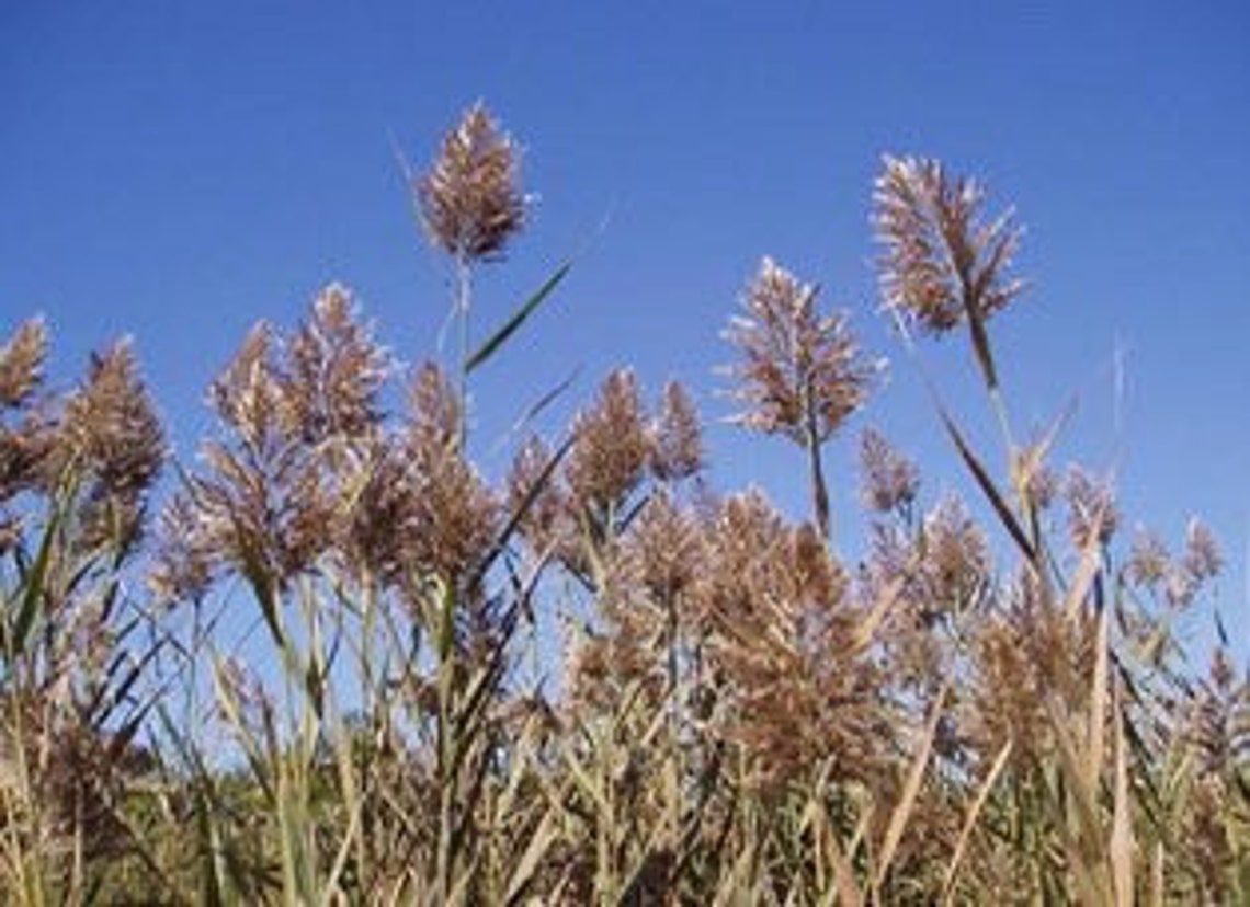 Common Reed Phragmites australis 3 Live Roots/stolons Etsy