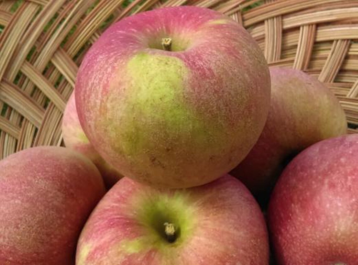 Stayman Winesap Apple Tree 45' Bare Root No Ship to CA Etsy