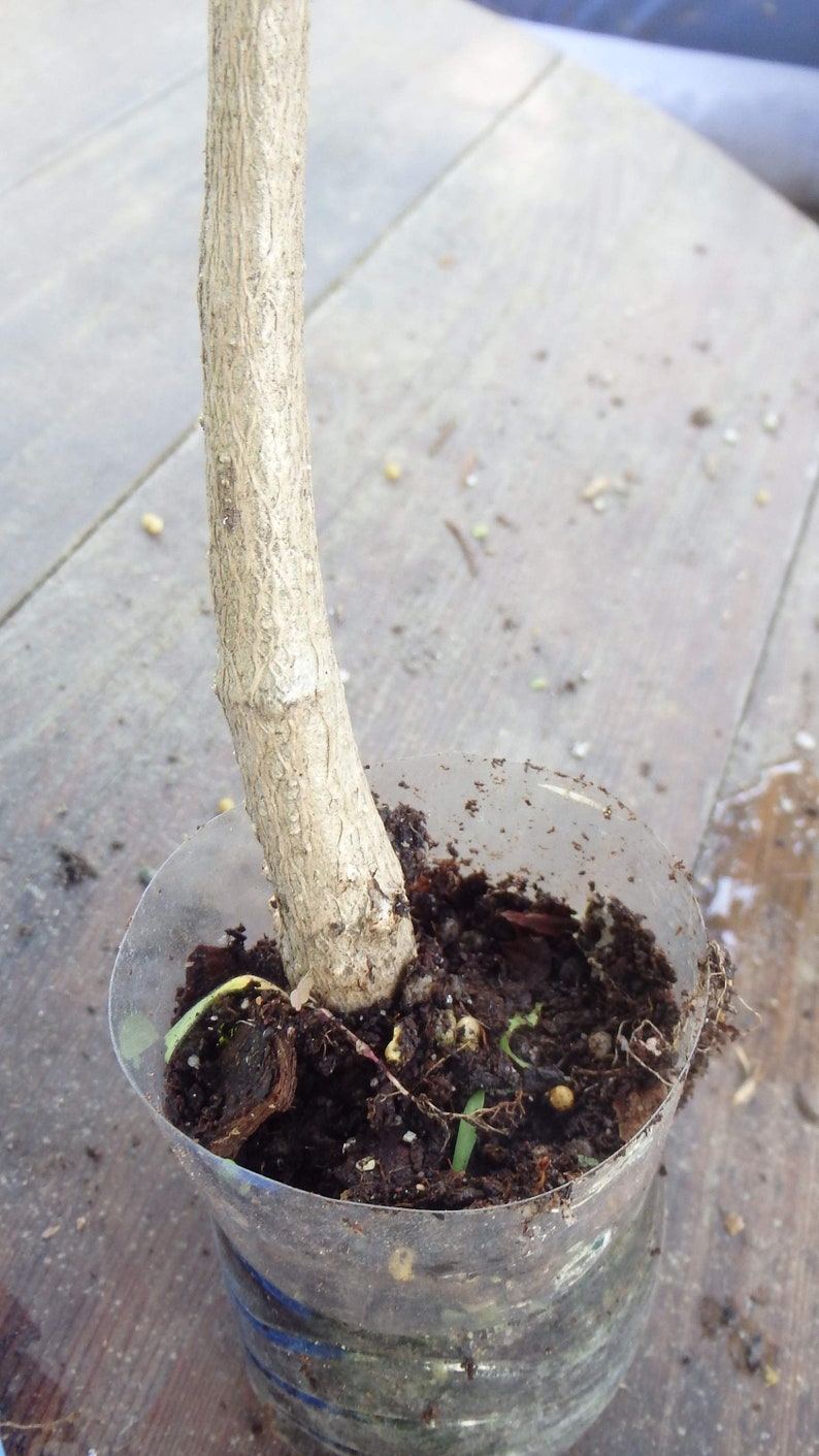 Ginkgo Biloba plant, 2-3 year old, oldest tree in the world. Split leaf. Bare root image 2