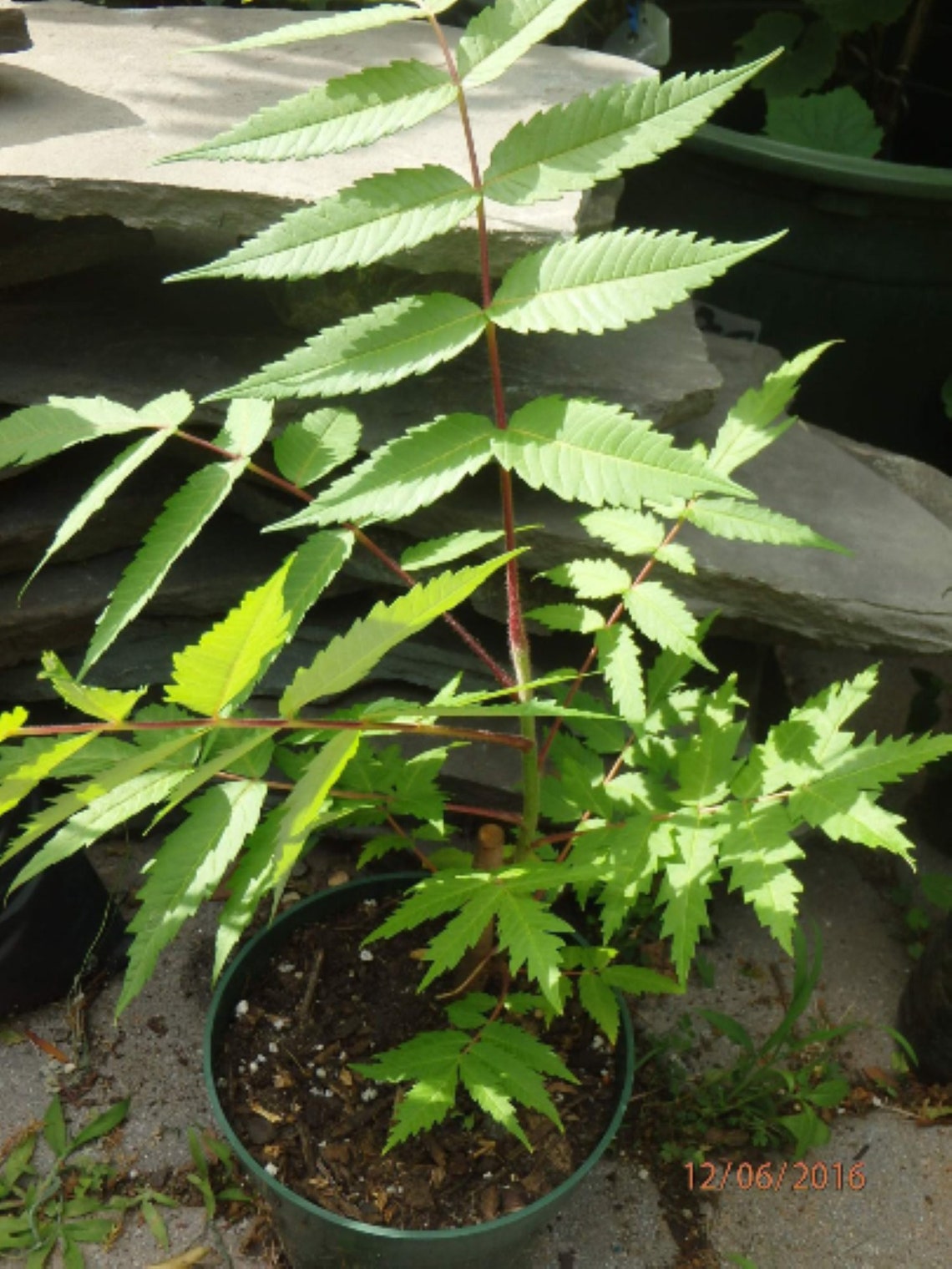Staghorn Sumac 1 Year Old Pink Lemonade Plant Bare Root Etsy