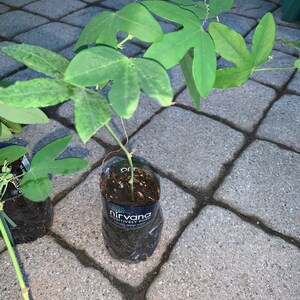 Amethyst passiflora passion flower well rooted plant, sent with soil image 5