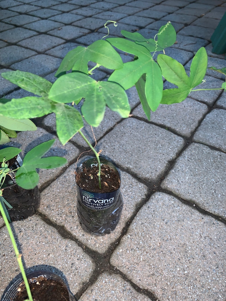 Amethyst passiflora passion flower well rooted plant, sent with soil image 5