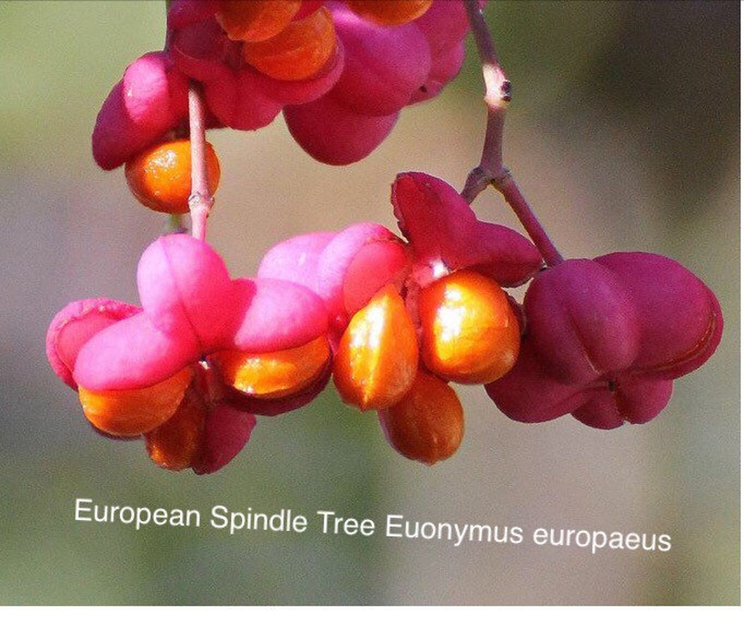 European Spindle Tree Euonymus Europaeus 10 Seeds Etsy