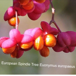 European Spindle Tree Euonymus europaeus 10 Seeds