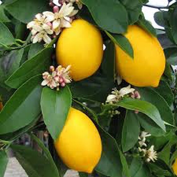 TEXAS ONLY Meyer valley Lemon Tree 12 Ft Tall Grafted Tree Etsy