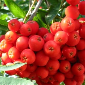 May include: A cluster of bright red berries, likely rowan berries, hang from a branch with green leaves.