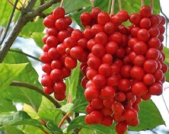 Schisandra chinensis-Pflanze „Sadova No.1“ (Fünf-Geschmack-Beere), versandt im Topf mit Erde