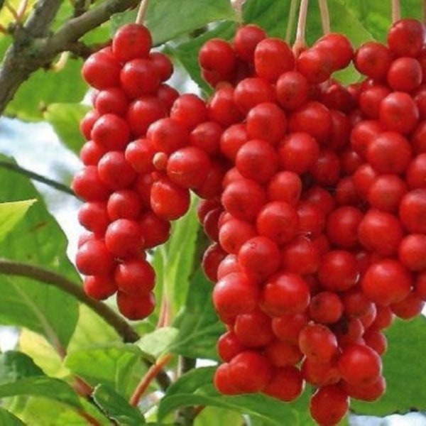 Schisandra chinensis-Pflanze „Sadova No.1“ (Fünf-Geschmack-Beere), versandt im Topf mit Erde