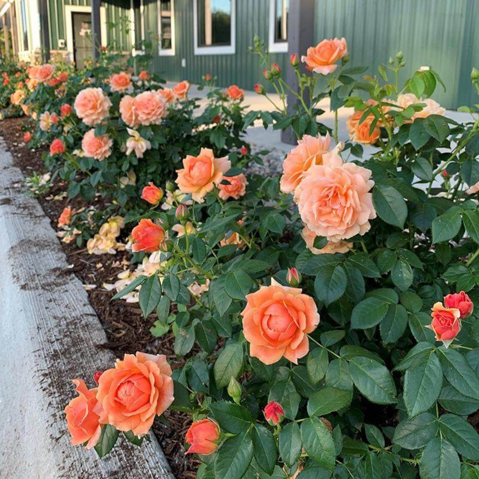 Rose at Last (rosa Hybrid) 4 Inch Pot Size - Etsy