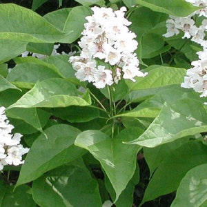 Catalpa speciosa , 1-2 year old ,Northern catalpa, Cigar tree, Indian bean, sent with roots wrapped, no leaves. image 1